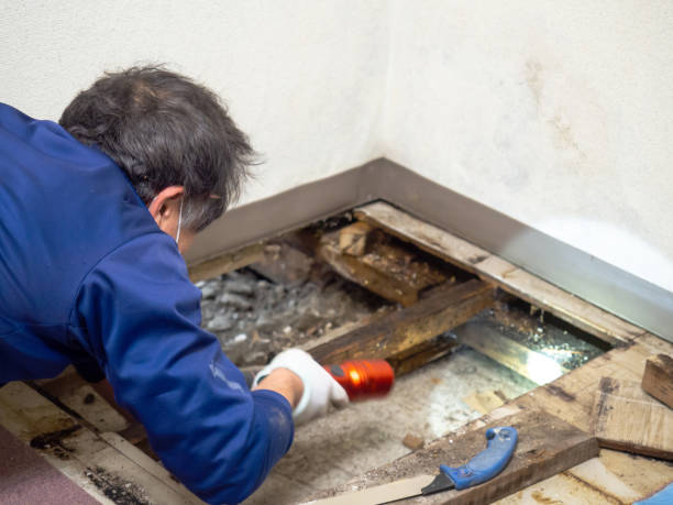 Reliable Doffing, TX Mold Remediation Solutions