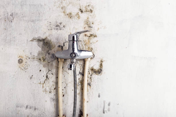 Best Preventive Mold Services in Doffing, TX