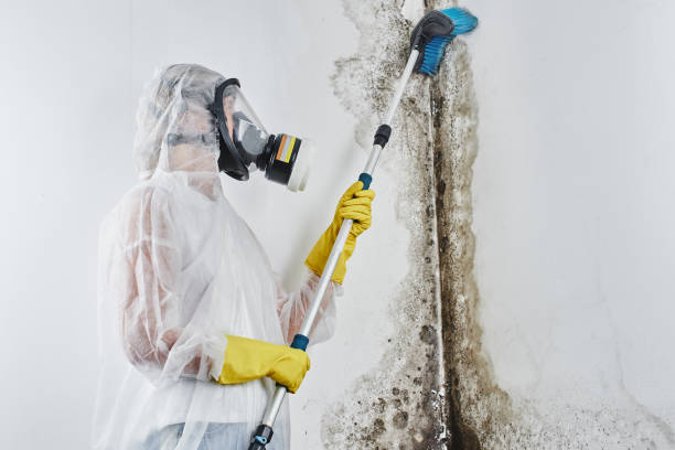 Best Commercial Mold Remediation in Doffing, TX