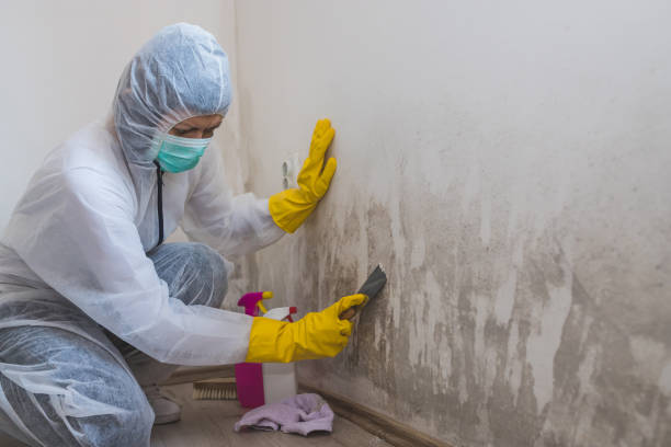 Best Mold Remediation for Specific Building Types in Doffing, TX