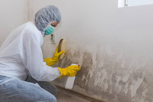 Best Basement Mold Remediation in Doffing, TX
