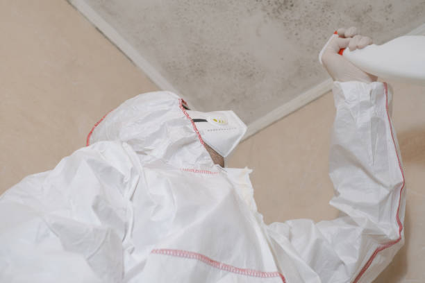 Best White Mold Remediation in Doffing, TX
