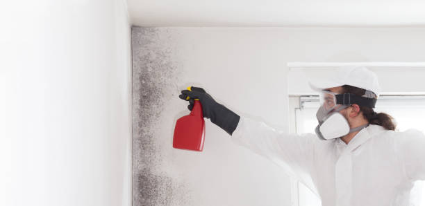 Best Attic Mold Remediation in Doffing, TX