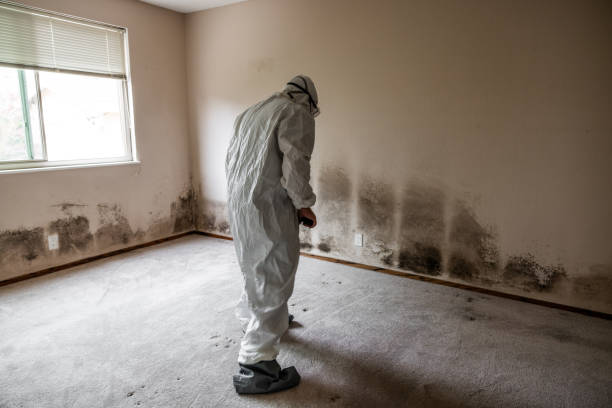 Best Localized Mold Remediation (e.g., coastal areas, humid climates) in Doffing, TX