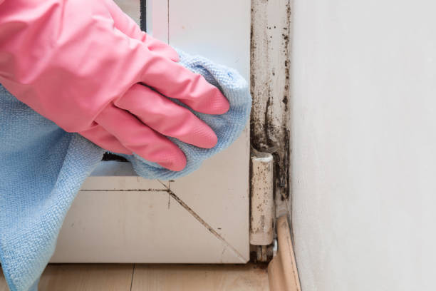 Best Mold Remediation for Schools in Doffing, TX