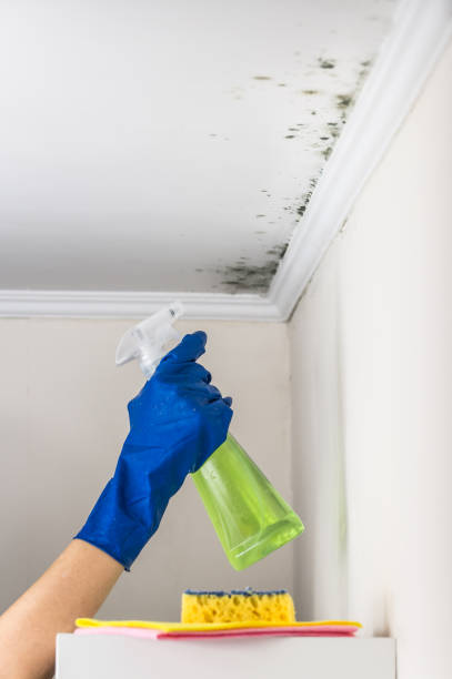 Best Black Mold Remediation in Doffing, TX